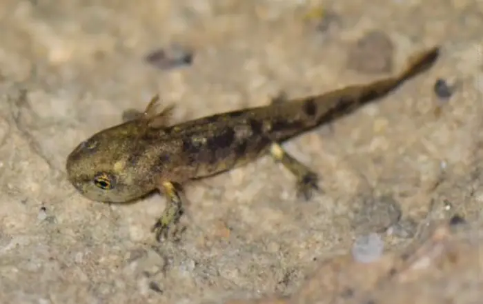 Larve Feuersalamander